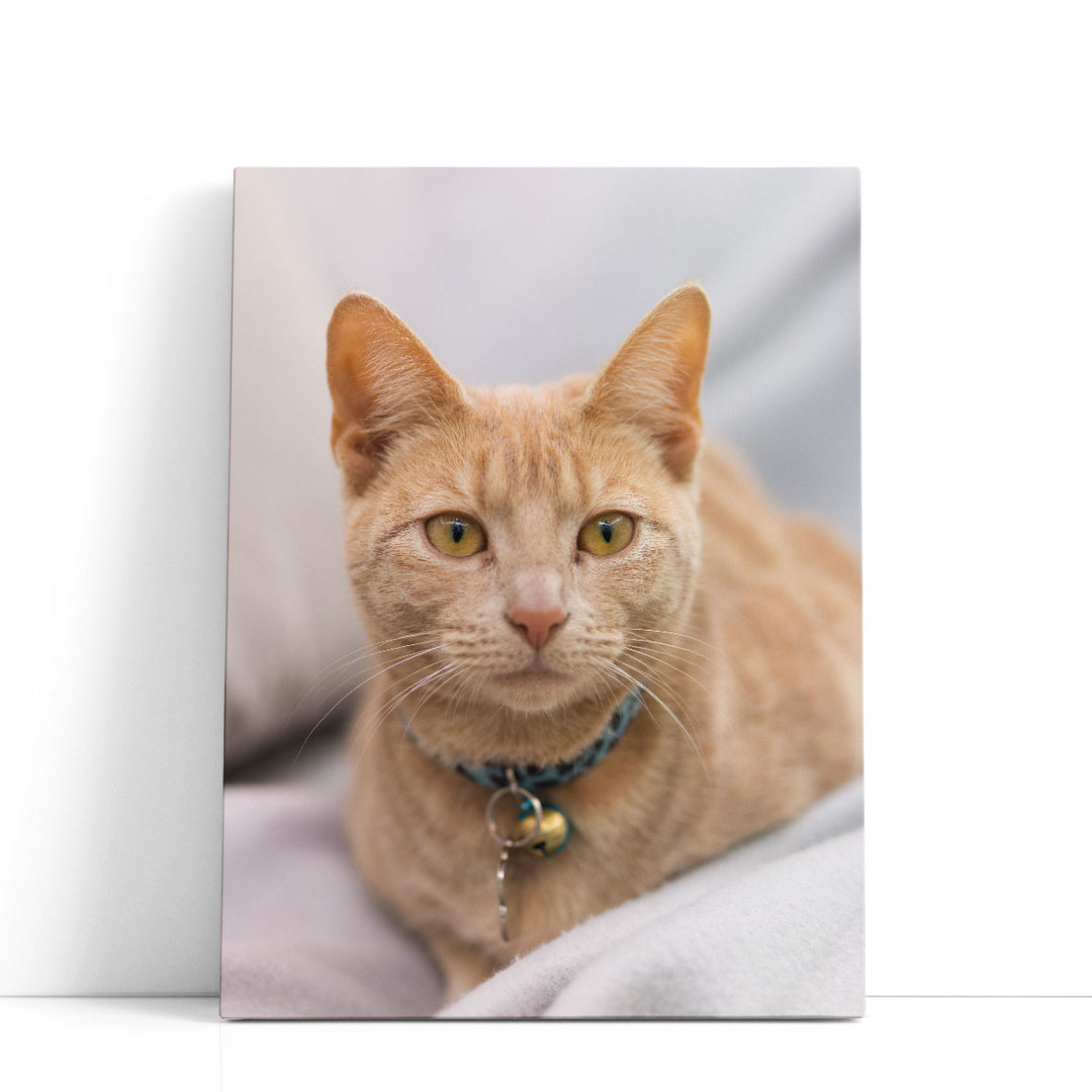 Close Up Of A Cat I - Canvas Print Wall Art