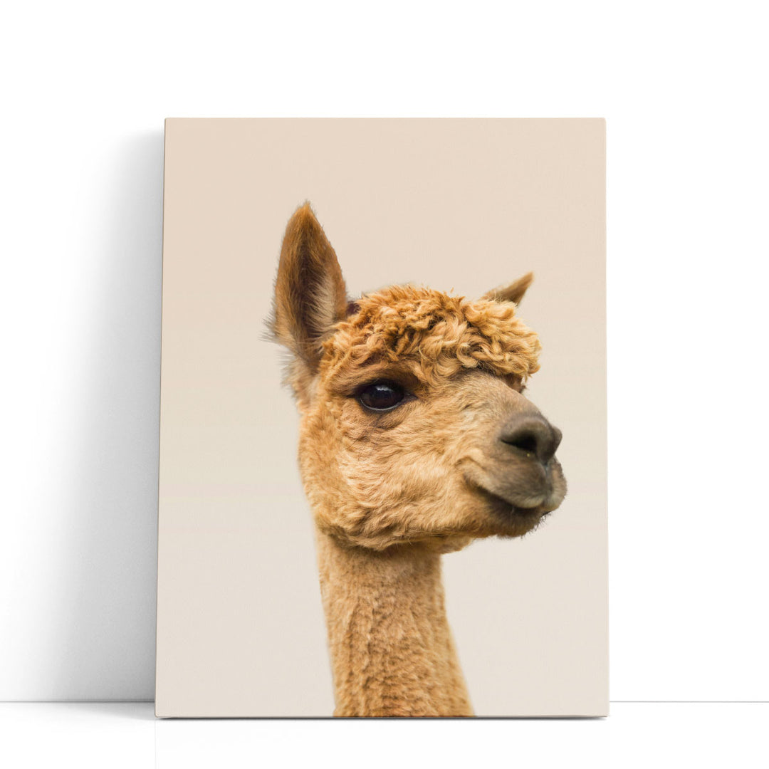 Close-Up Of Alpaca - Canvas Print Wall Art