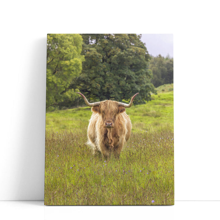 Highland Cow I - Canvas Print Wall Art