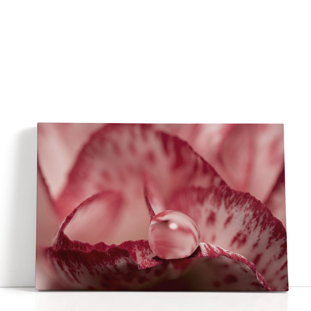 Dew Drops Macro 1 - Canvas Print Wall Art
