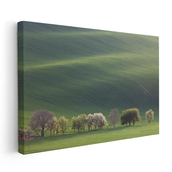 Green and Blossom Trees Overlooking Rolling Hills in Sunset - Canvas Print Wall Art