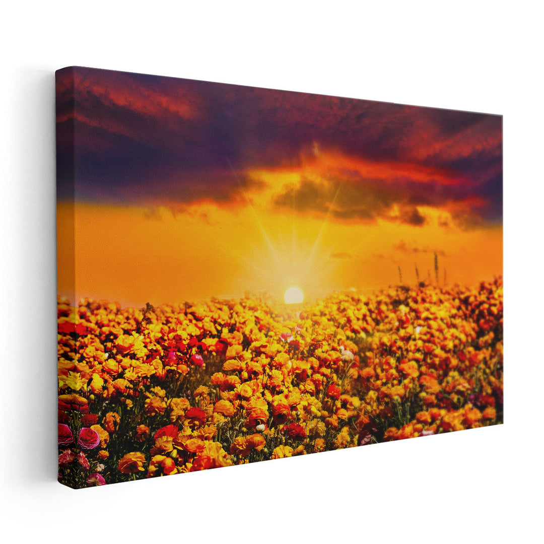 Sunset Over The Field Of Fresh Ranunculus Flowers - Canvas Print Wall Art