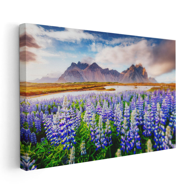 Majestic Lupine Flowers Glowing by Sunlight Vestrahorn, Europe - Canvas Print Wall Art