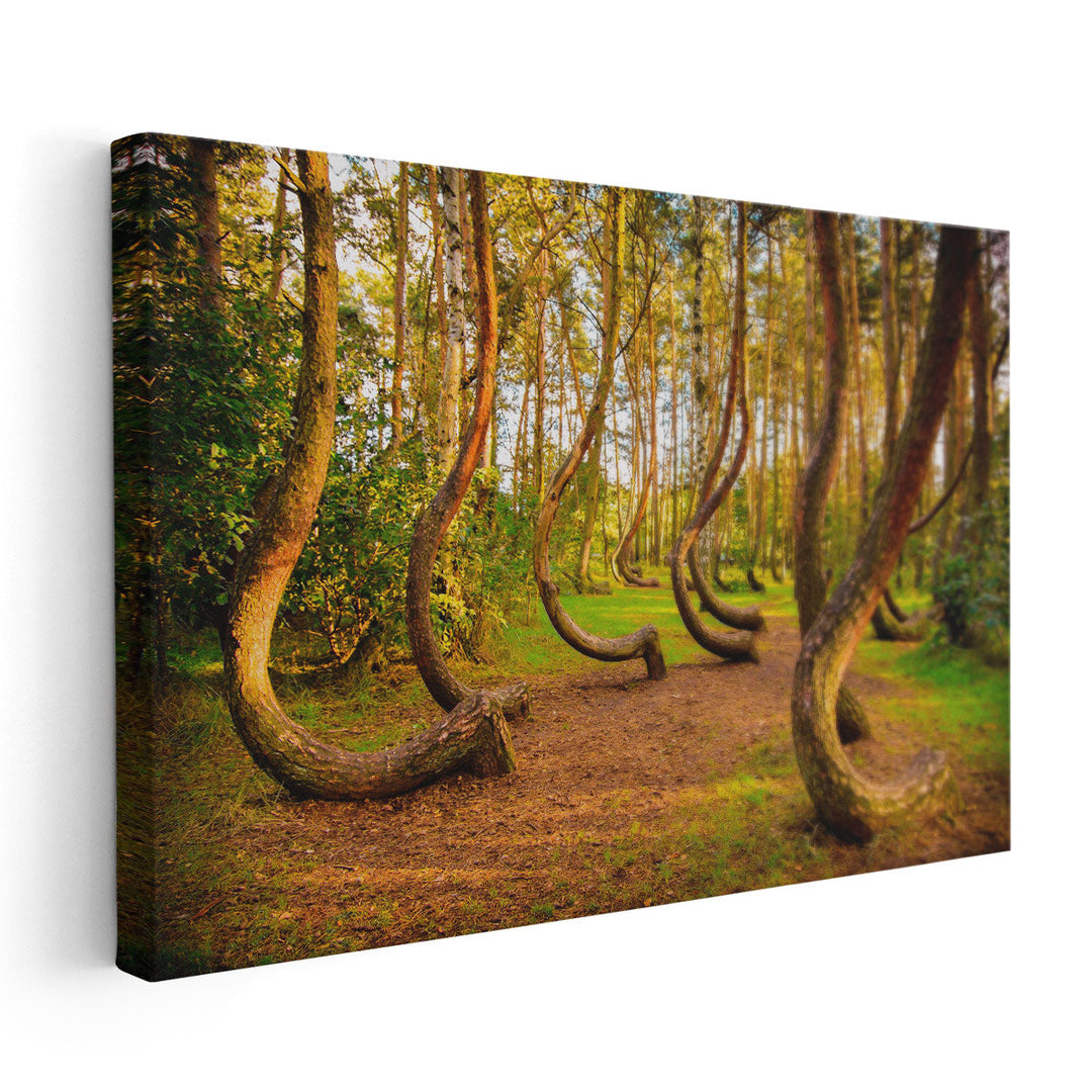 The Famous Gryfino Mysteriously Curved Pine Trees - Canvas Print Wall Art