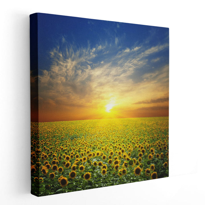 Summer Landscape, Sunset Over Sunflowers Field - Canvas Print Wall Art