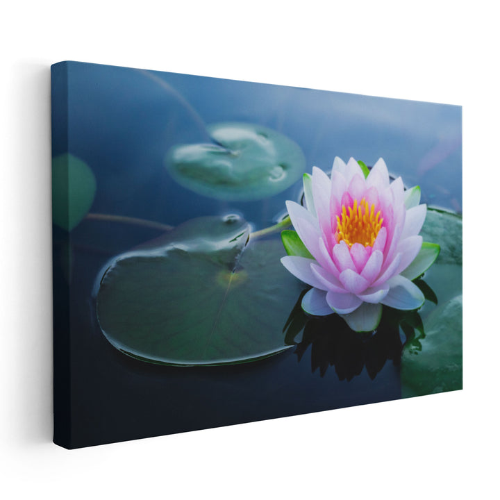 Beautiful Waterlily Flower in a Pond - Canvas Print Wall Art