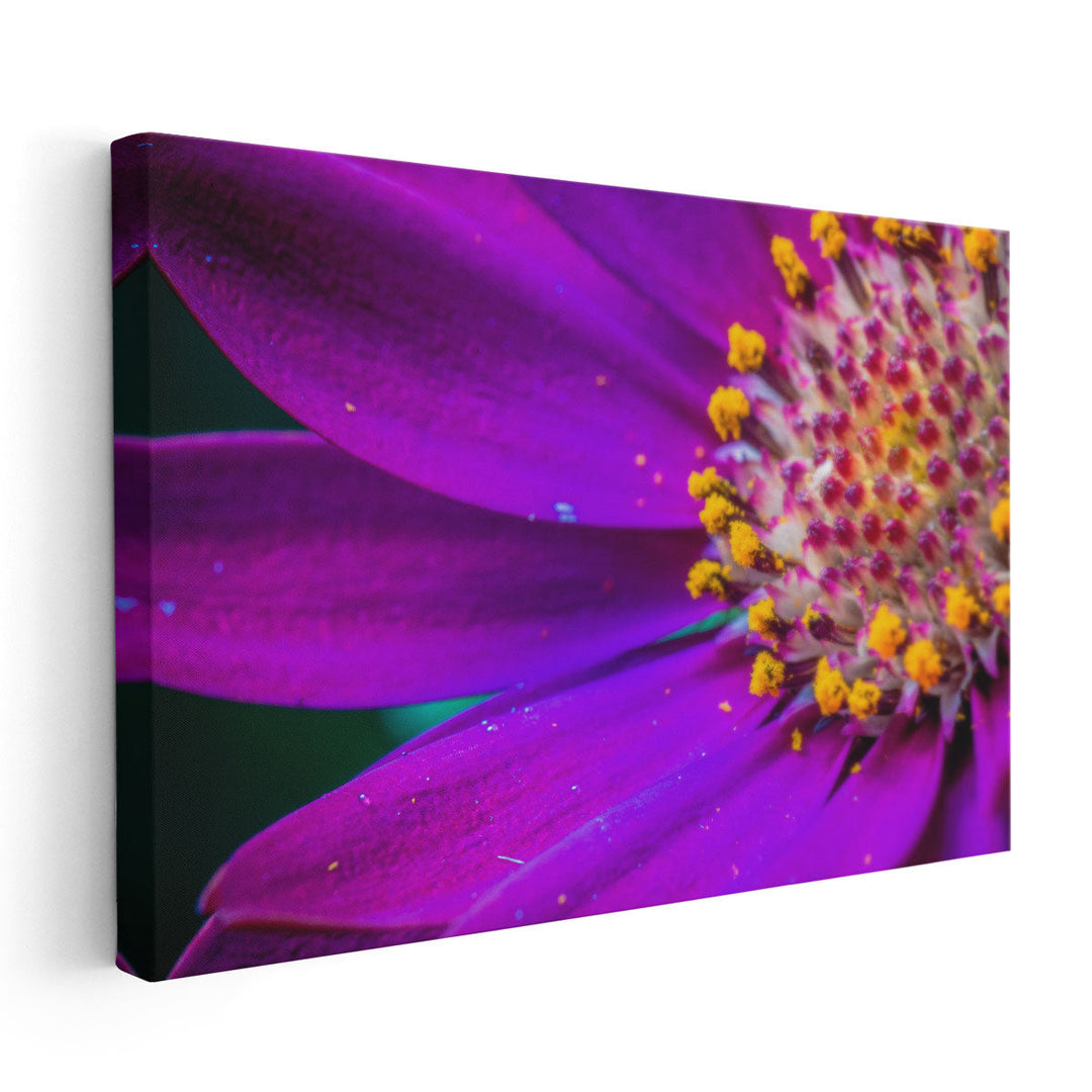 African Daisy Close-up - Canvas Print Wall Art