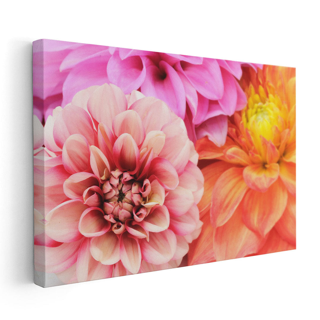 Beautiful Multicolored Dahlias Close-up - Canvas Print Wall Art