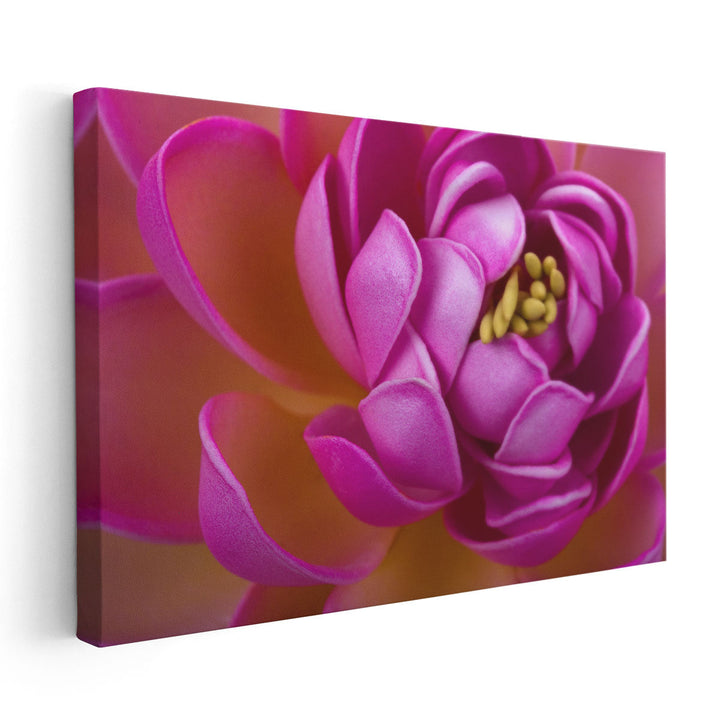 Beautiful Pink Lotus Flower Close-Up - Canvas Print Wall Art