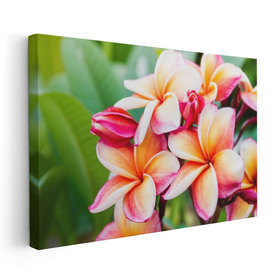 Beautiful Plumeria Flowers Close-Up - Canvas Print Wall Art