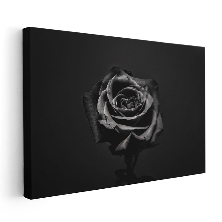 Black Rose Isolated - Canvas Print Wall Art