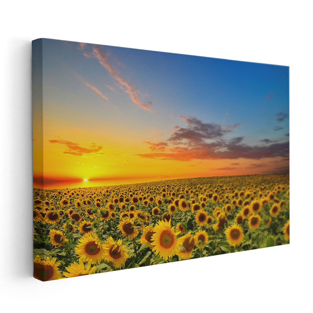 Blooming Sunflowers During Sunset - Canvas Print Wall Art