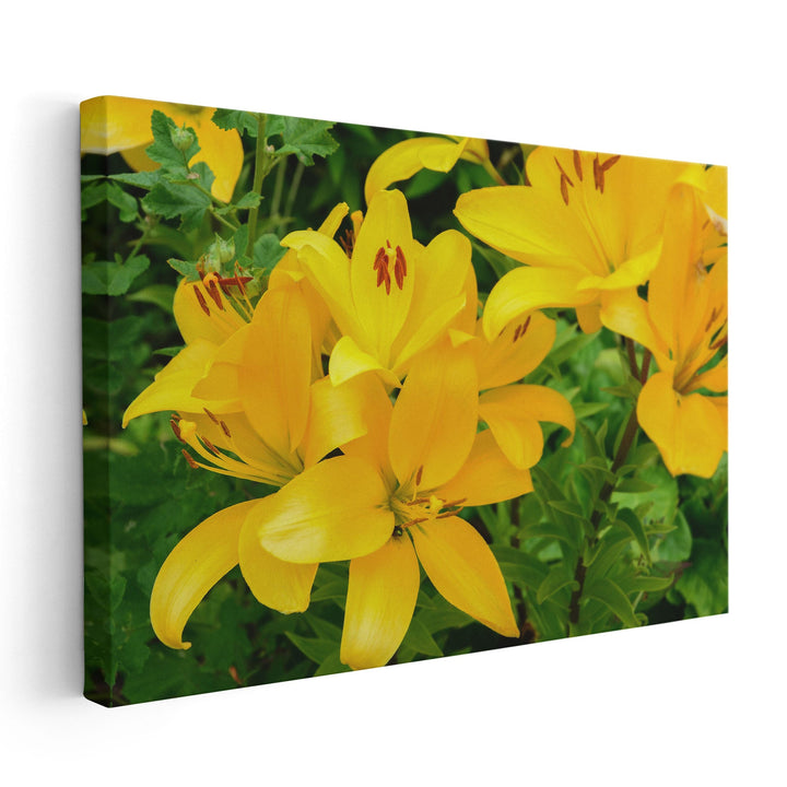 Blooming Yellow Lily Flowers - Canvas Print Wall Art