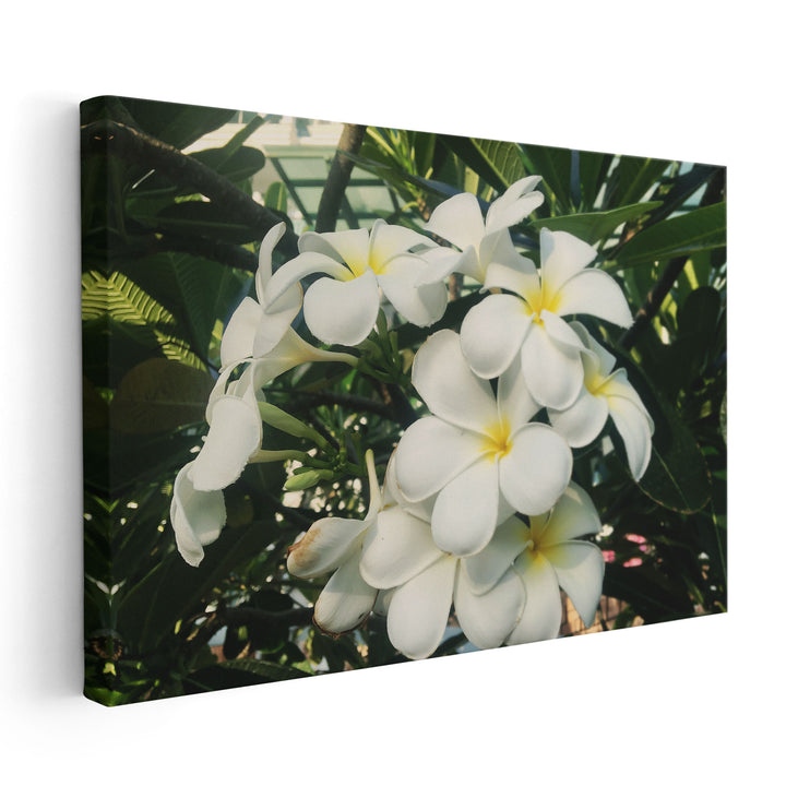 Blooming White Frangipani Close-up - Canvas Print Wall Art