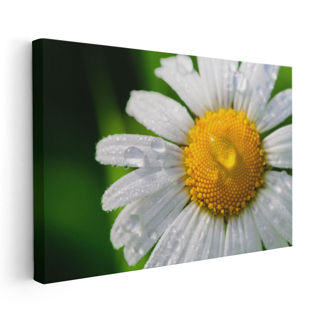 Chamomile With Drops of Water Close-up - Canvas Print Wall Art