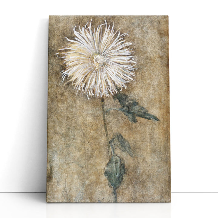 Chrysanthemum, 1900 - Canvas Print Wall Art