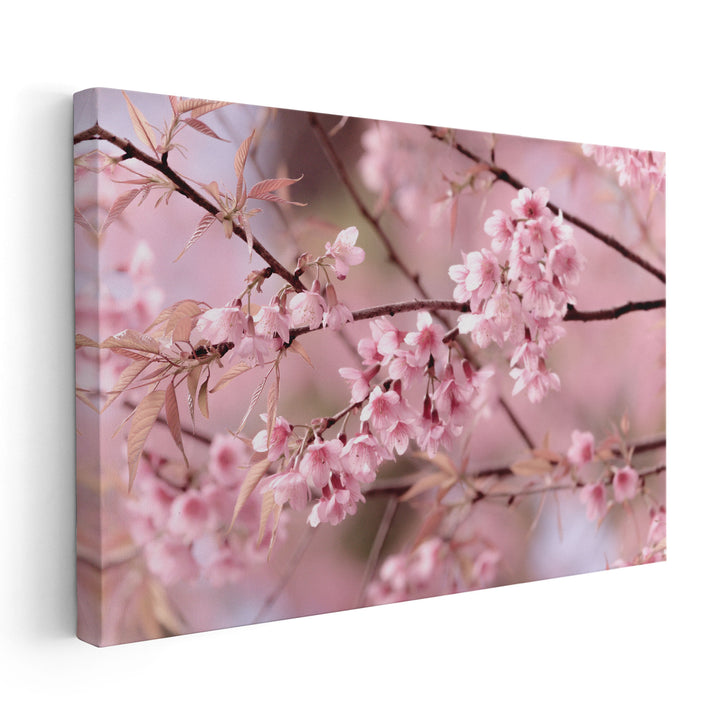 Cherry Blossom or Sakura Flower - Canvas Print Wall Art