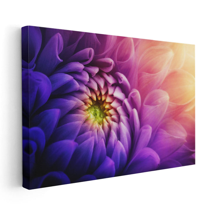 Chrysanthemum Flower Macro Shot - Canvas Print Wall Art