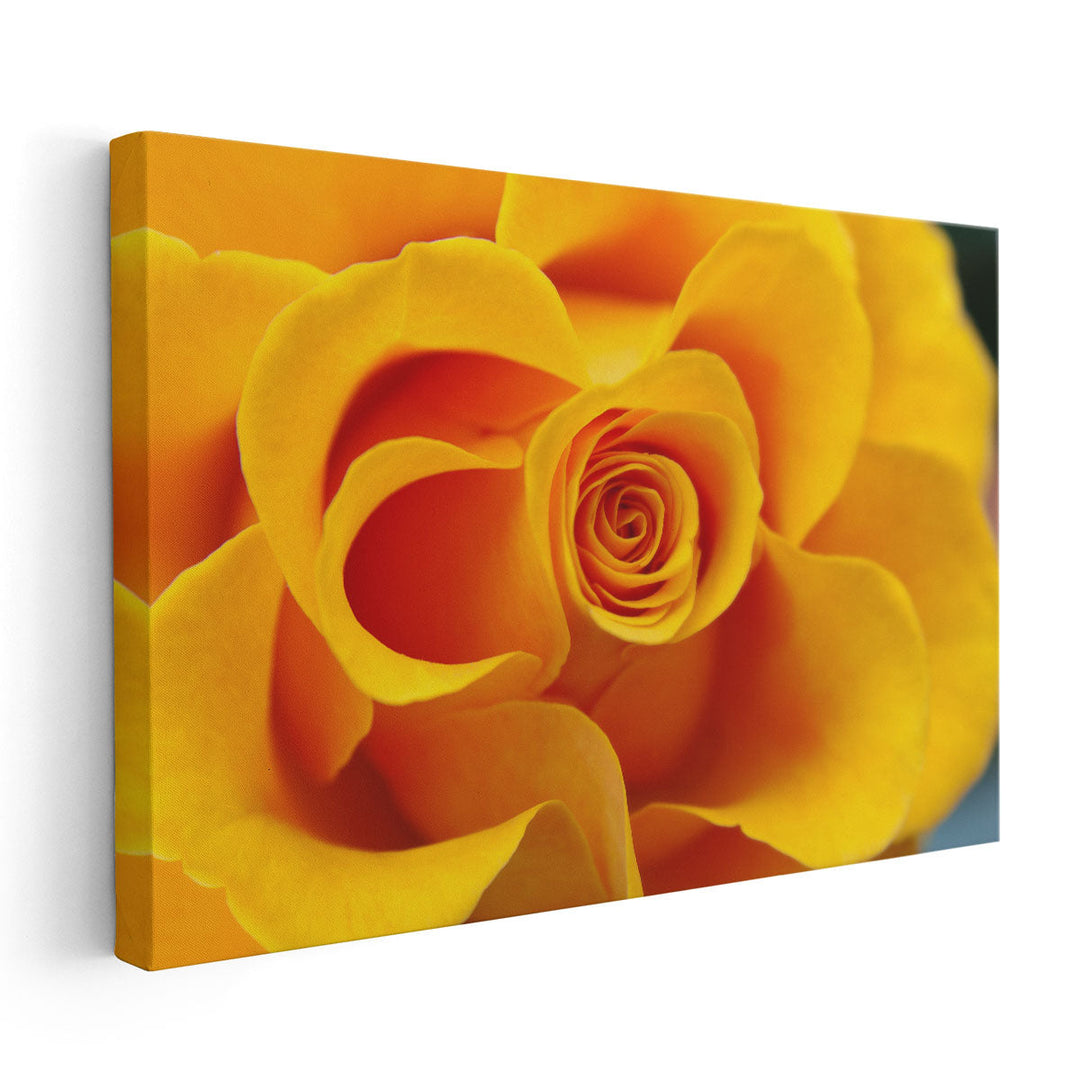 Close Up of Yellow Rose - Canvas Print Wall Art