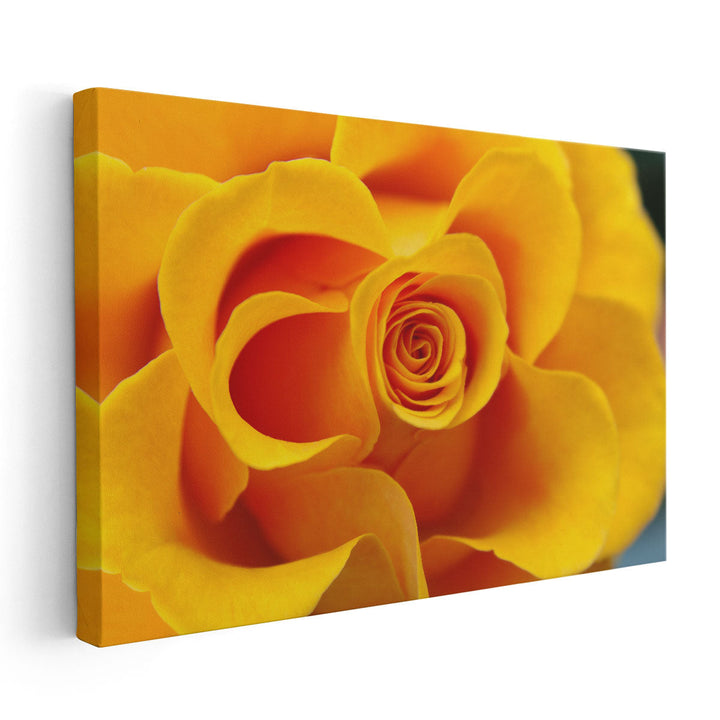 Close Up of Yellow Rose - Canvas Print Wall Art