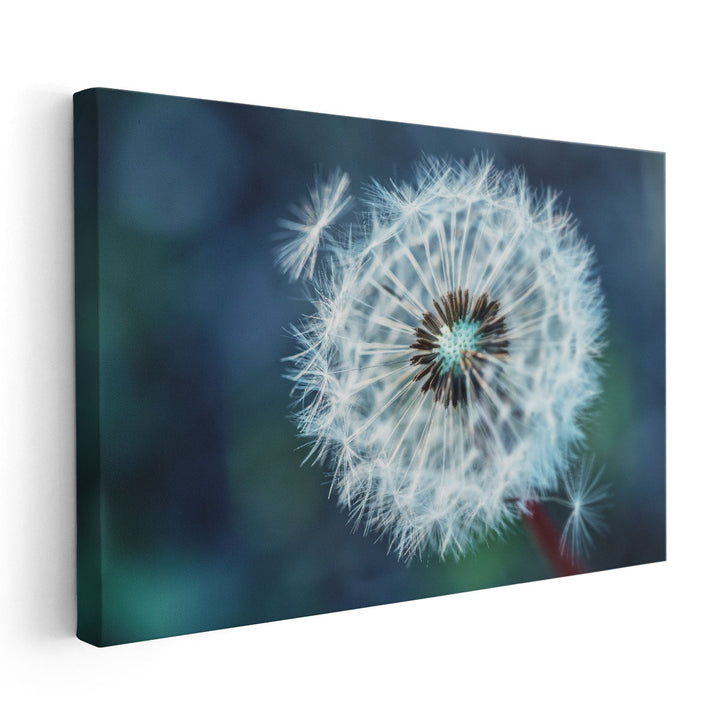 Close-Up Dandelion Tranquil - Canvas Print Wall Art