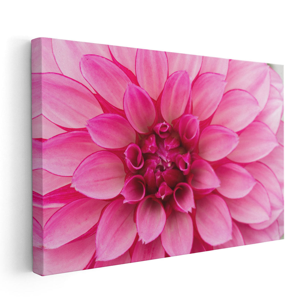 Close-Up of Hot Pink Dahlia Flower - Canvas Print Wall Art