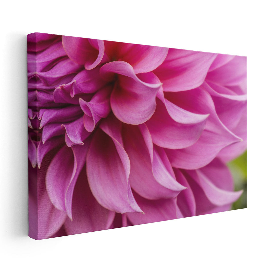 Close-Up of Pink Flower - Canvas Print Wall Art