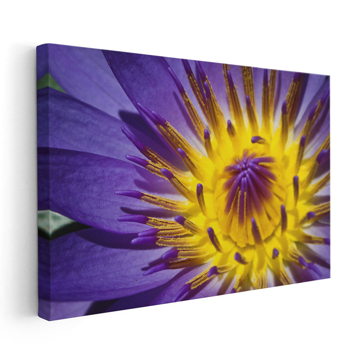 Close-Up of Violet Waterlily - Canvas Print Wall Art