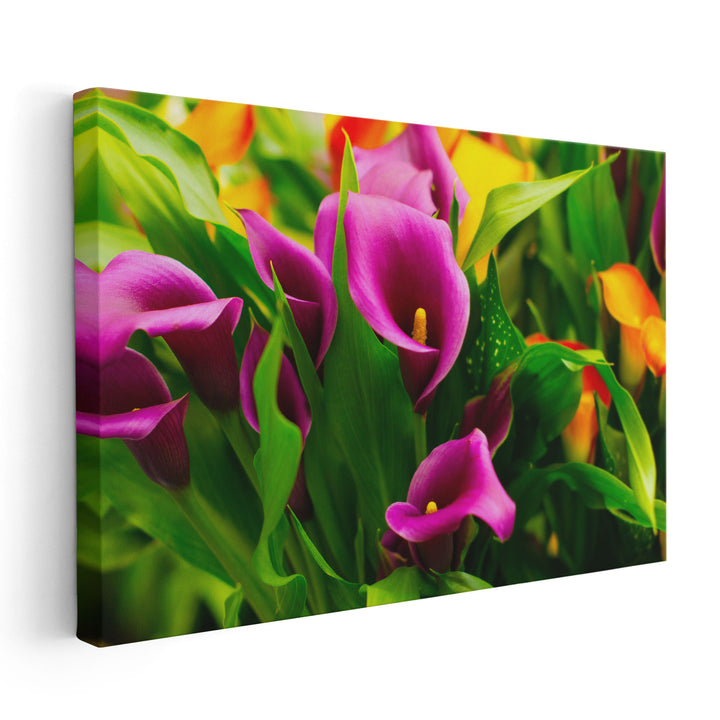 Colorful Pink and Purple Calla Flowers - Canvas Print Wall Art