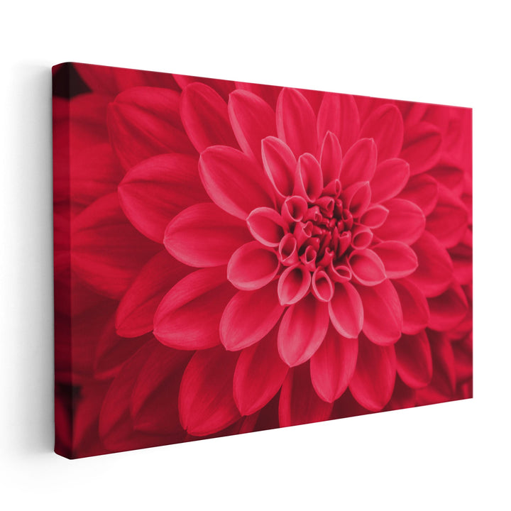 Defocused Pink Dahlia Petals Macro, Floral Abstract - Canvas Print Wall Art