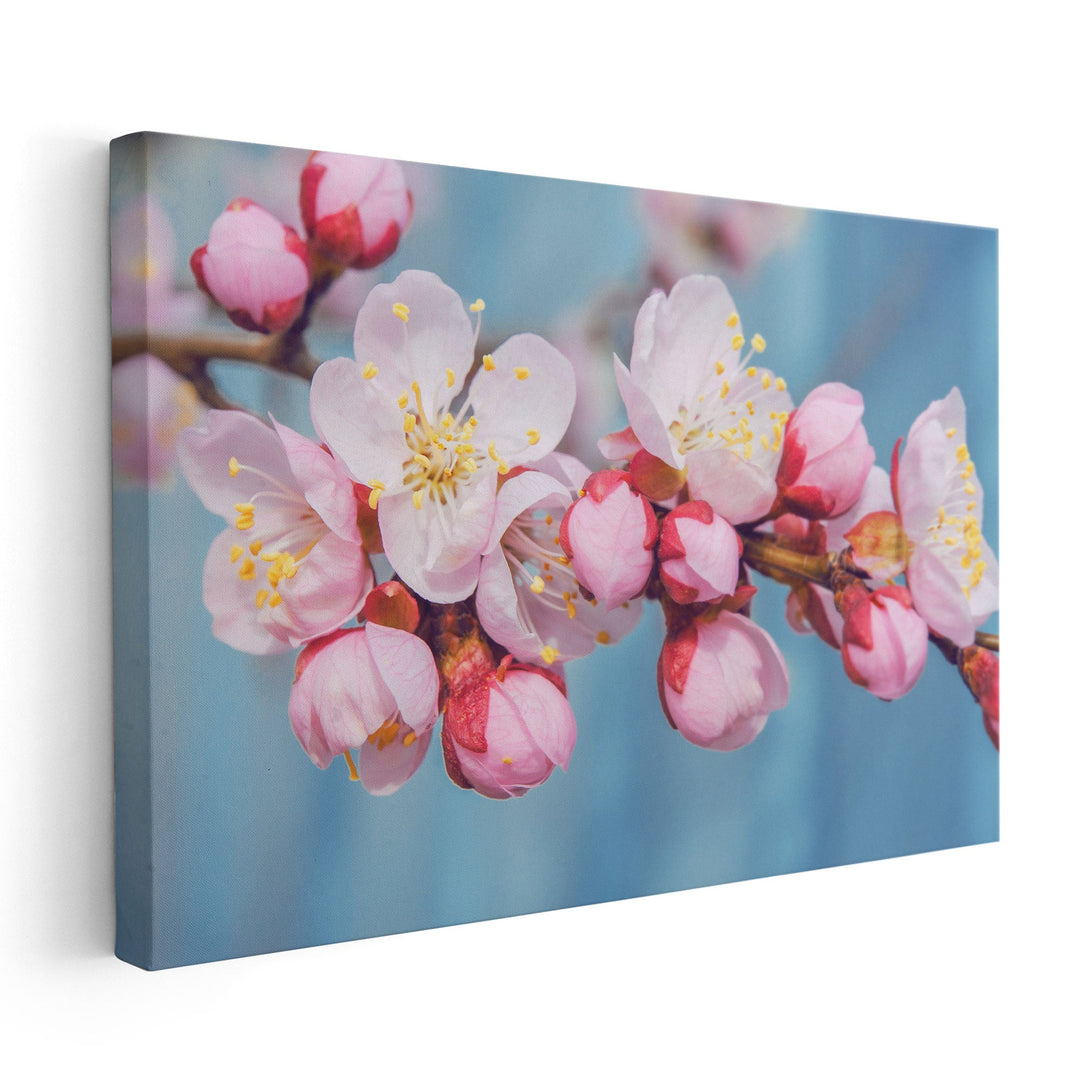 Flowering Fruit Trees Apricot Flowers - Canvas Print Wall Art