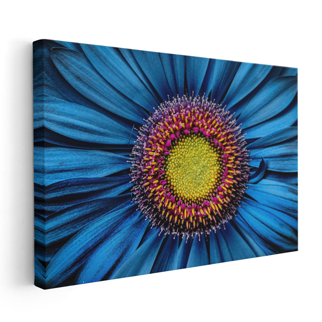 Gerbera Flower Close Up on Turquoise Background - Canvas Print Wall Art