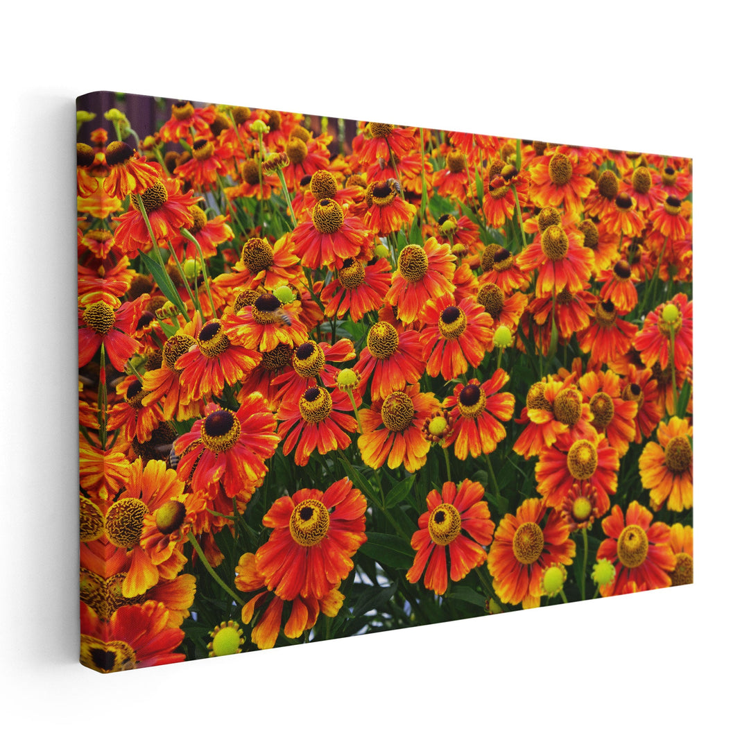 Helenium Konigstiger Flower Field - Canvas Print Wall Art