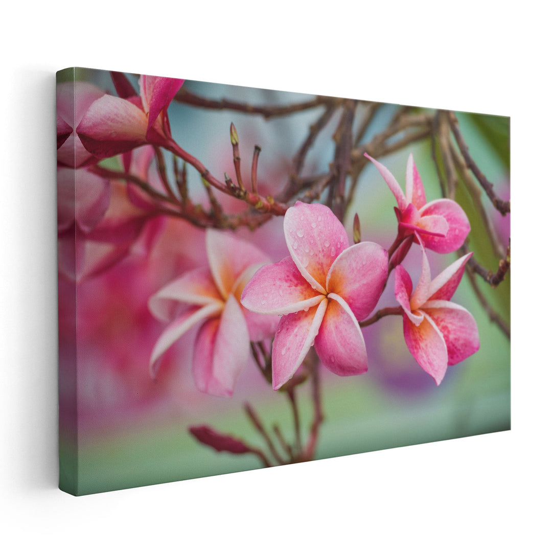 Pink Frangipani Plumeria Flower - Canvas Print Wall Art