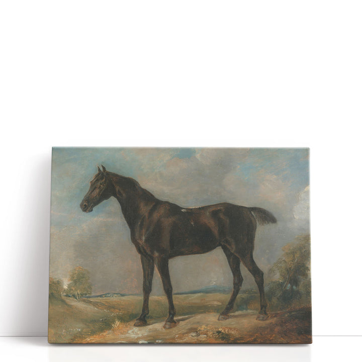 Golding Constable’s Black Riding Horse - Canvas Print Wall Art