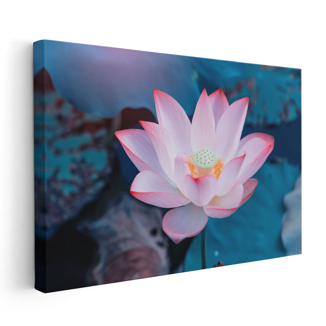 Pink Lotus Flower In Water - Canvas Print Wall Art