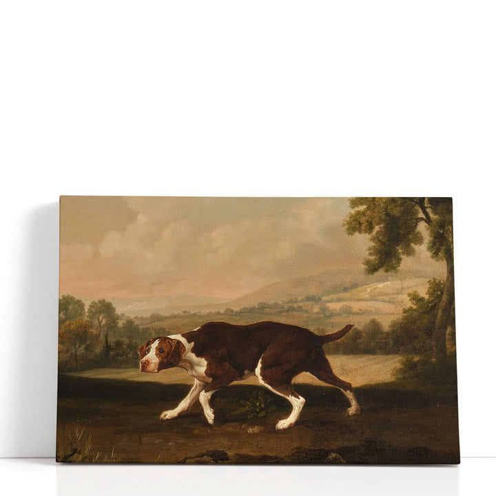 Spanish Pointer Dog - Canvas Print Wall Art