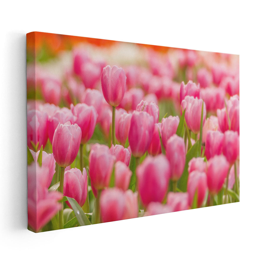 Pink Tulip Flower Field - Canvas Print Wall Art