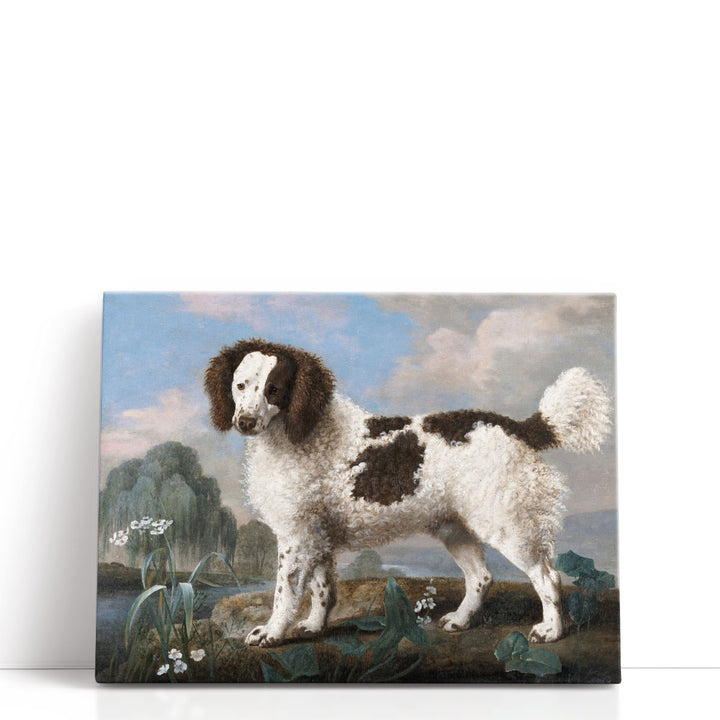 Brown and White Norfolk or Water Spaniel, 1778 - Canvas Print Wall Art