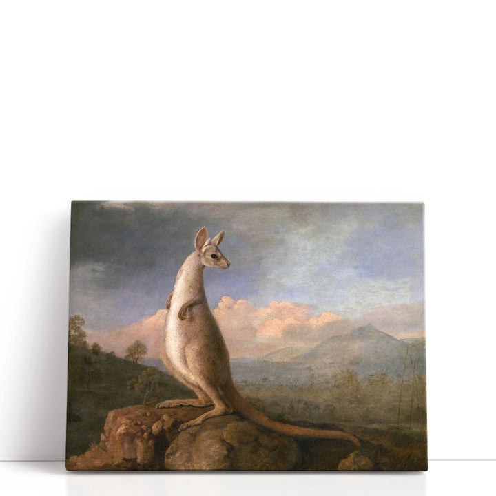 The Kongouro from New Holland - Canvas Print Wall Art