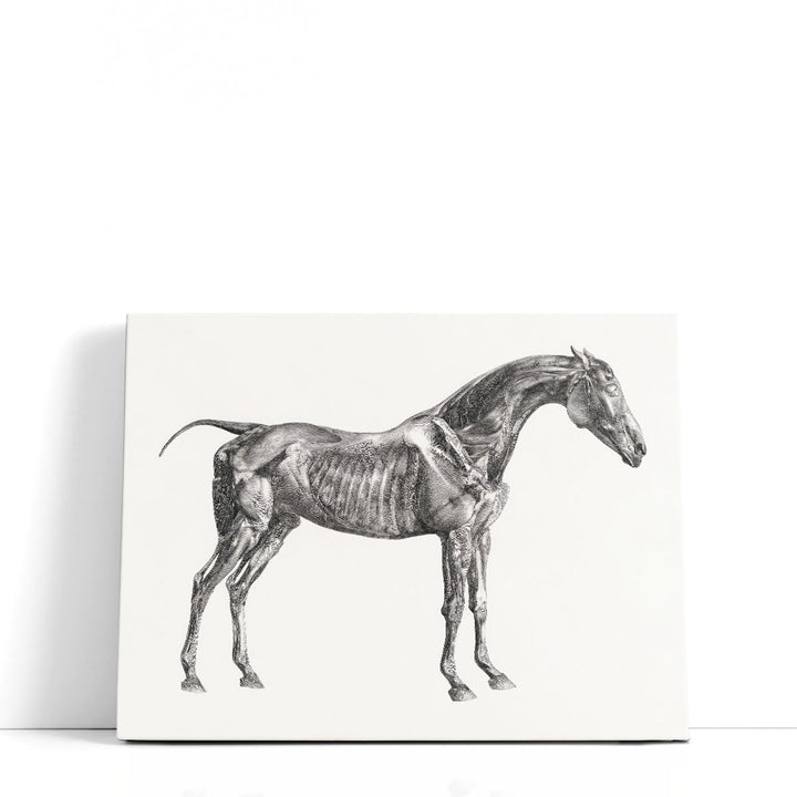 The Anatomy of the Horse, 1853 - Canvas Print Wall Art