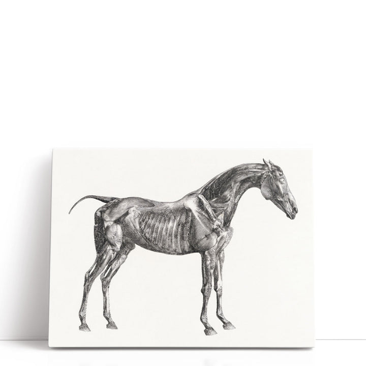 The Anatomy of the Horse, 1853 - Canvas Print Wall Art