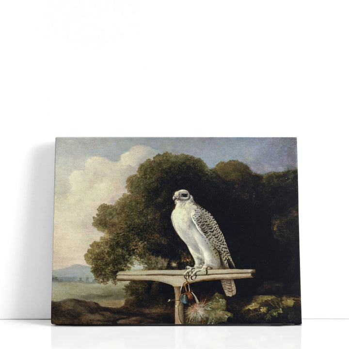Greenland Falcon, 1780 - Canvas Print Wall Art