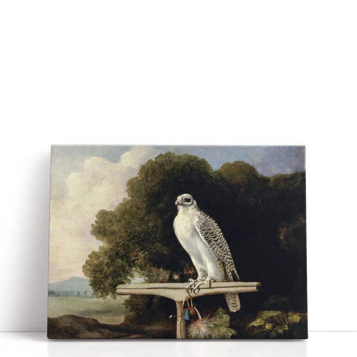 Greenland Falcon, 1780 - Canvas Print Wall Art