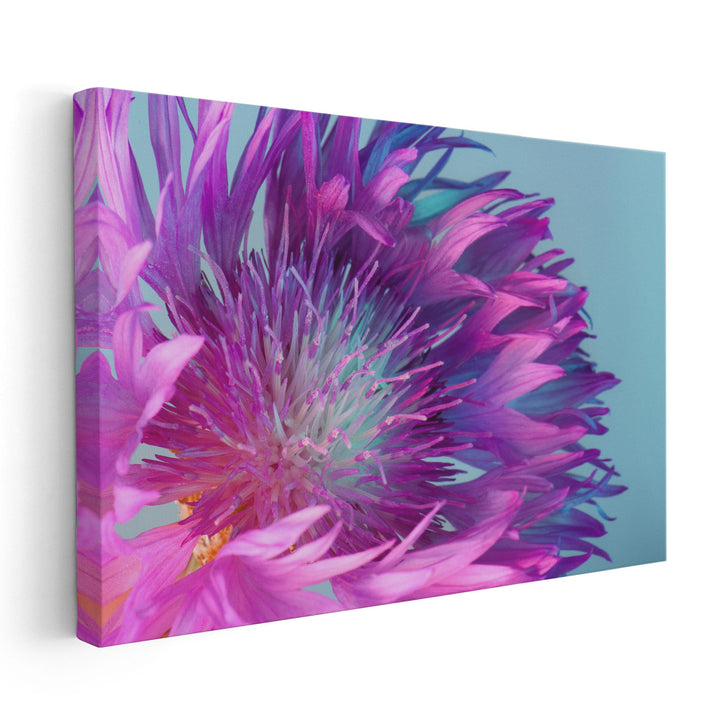 Purple and Turquoise Flower With Sharp Petals Close-Up - Canvas Print Wall Art