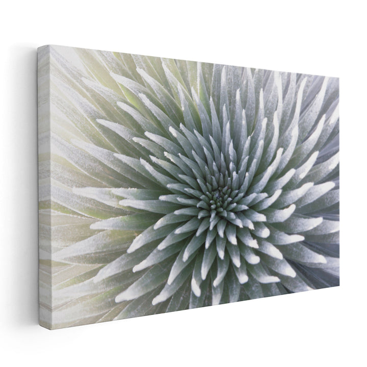 Silversword Endemic Exotic Tropical Plant - Canvas Print Wall Art