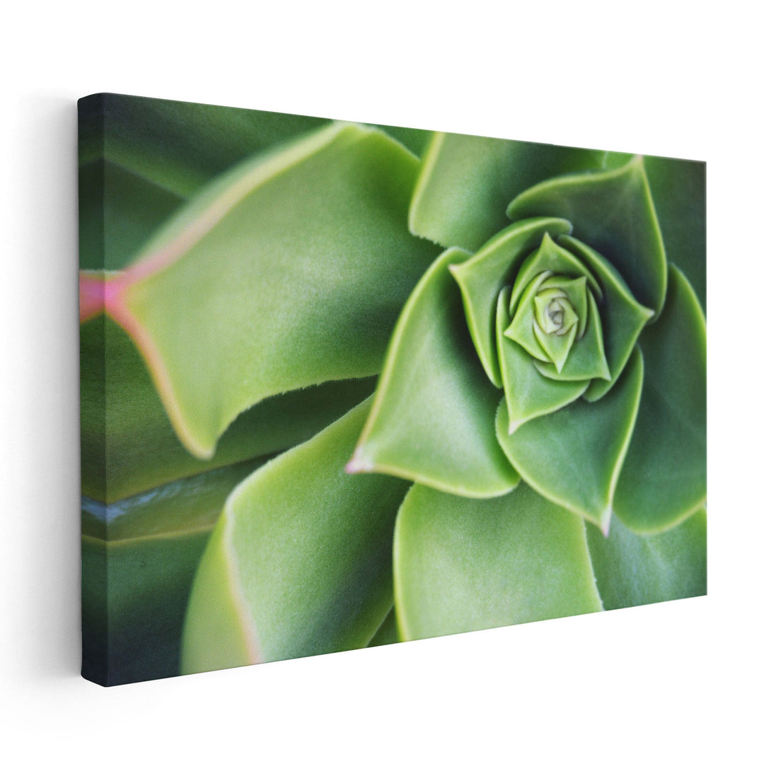 Succulent Echeveria Plant Close Up - Canvas Print Wall Art