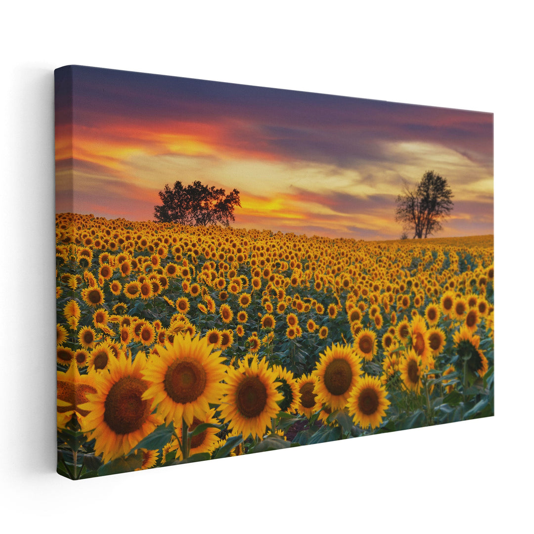 Sunflower Field in Full Bloom At Sunset - Canvas Print Wall Art