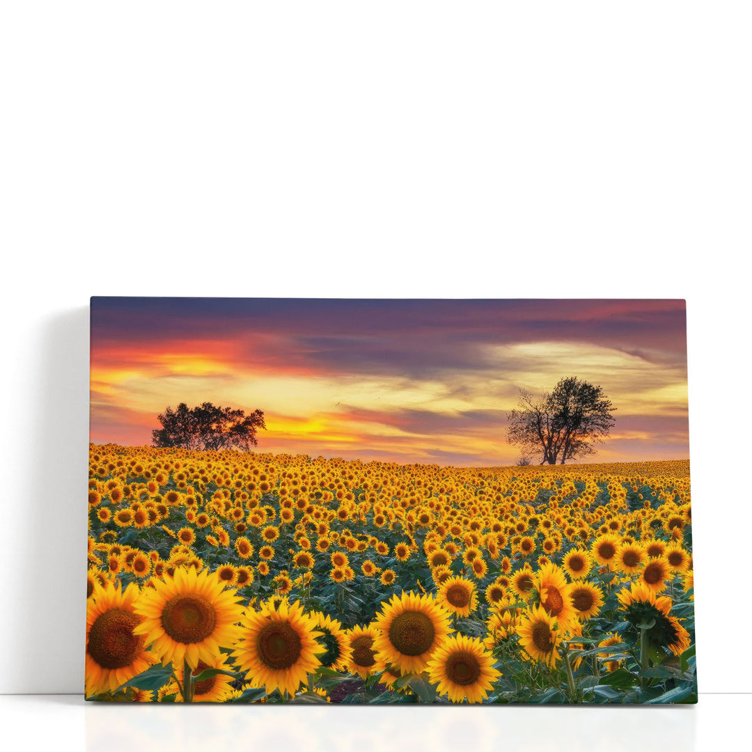 Sunflower Field in Full Bloom At Sunset - Canvas Print Wall Art
