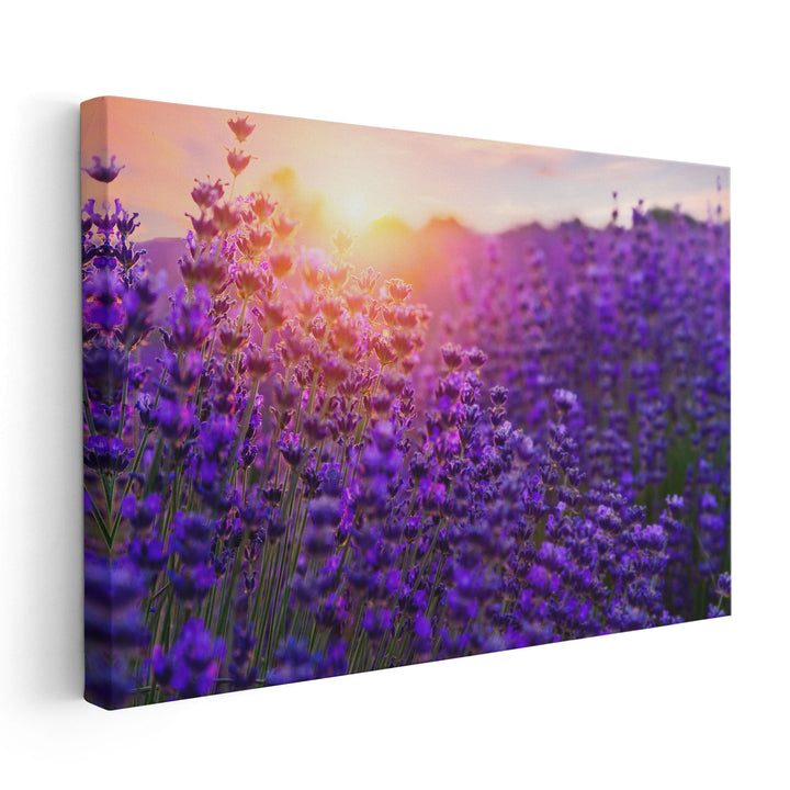 Sunset Over Lavender Field - Canvas Print Wall Art